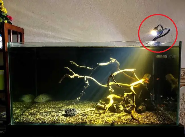 đèn led dây trang trí bể cá đèn led dây trang trí bể cá