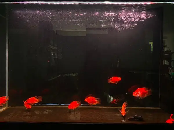 đèn magic led cho cá rồng