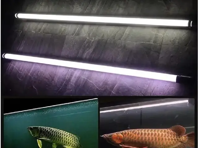 đèn nec tanning cá rồng