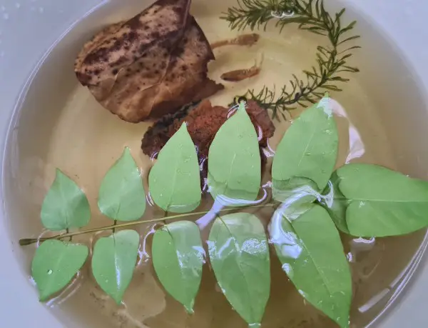 đi mua cá betta đi mua cá betta