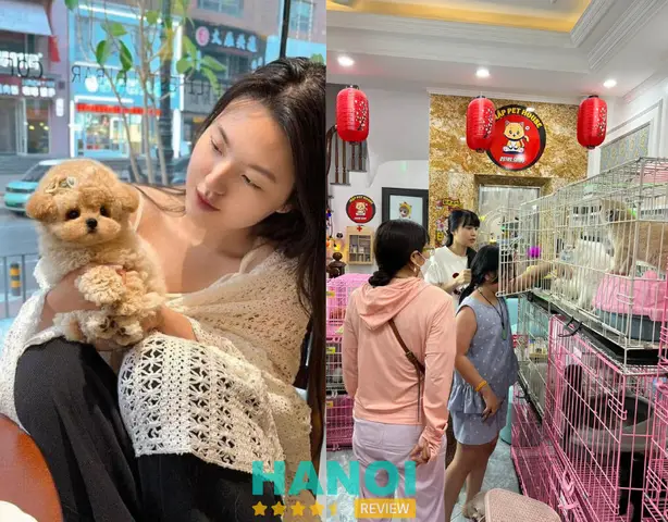 Top Địa Chỉ Bán Chó Phốc Sóc Ở Hà Nội Uy Tín & Kinh Nghiệm Mua Top Địa Chỉ Bán Chó Phốc Sóc Ở Hà Nội Uy Tín & Kinh Nghiệm Mua