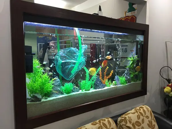 dịch vụ vệ sinh bể cá dịch vụ vệ sinh bể cá