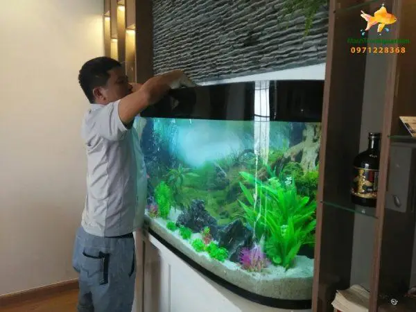 dịch vụ vệ sinh bể cá dịch vụ vệ sinh bể cá