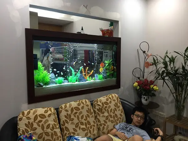dịch vụ vệ sinh bể cá dịch vụ vệ sinh bể cá