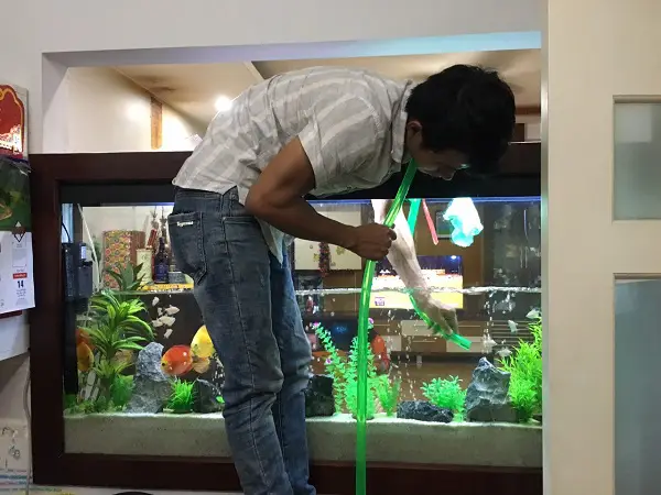 dịch vụ vệ sinh bể cá dịch vụ vệ sinh bể cá