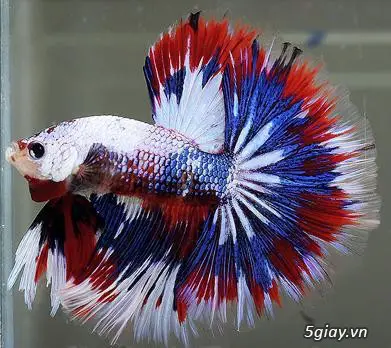 Các Diễn Đàn Cá Betta Hàng Đầu: Cộng Đồng Cho Người Yêu Thích diễn đàn cá betta