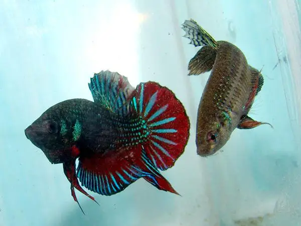 diễn đàn cá betta diễn đàn cá betta