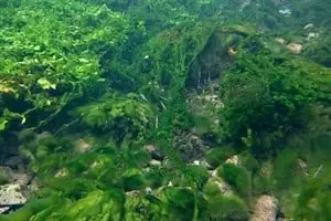 diệt rêu tảo bể cá diệt rêu tảo bể cá