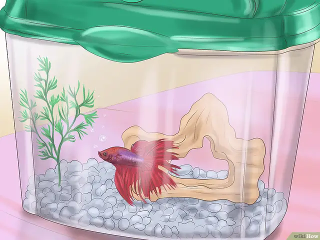 Cá Betta Chơi Gì? Khám Phá Đồ Chơi Giúp Cá Vui Khỏe đồ chơi cho cá betta