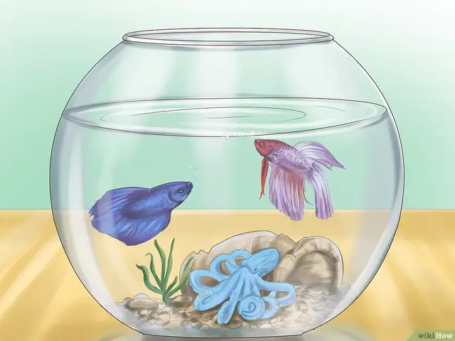 đồ chơi cho cá betta đồ chơi cho cá betta