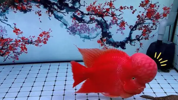 dòng cá la hán nào mắc nhất dòng cá la hán nào mắc nhất