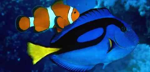 dory fish là cá gì dory fish là cá gì