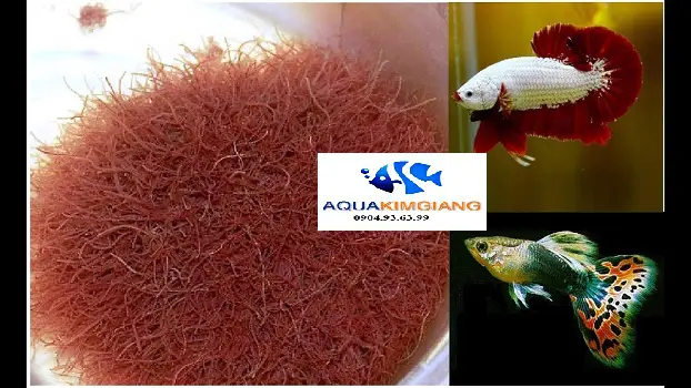 dụng cụ cho cá ăn trùn chỉ dụng cụ cho cá ăn trùn chỉ