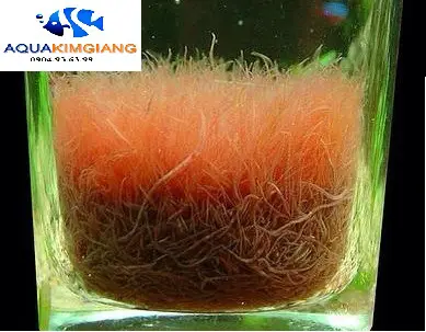 dụng cụ cho cá ăn trùn chỉ dụng cụ cho cá ăn trùn chỉ