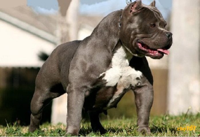 Cần Mua Chó Pitbull Con: Cẩm Nang Toàn Diện Từ A-Z Cho Chủ Nuôi Mới