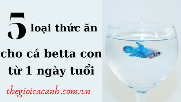 ép cá betta trùng huyết ép cá betta trùng huyết