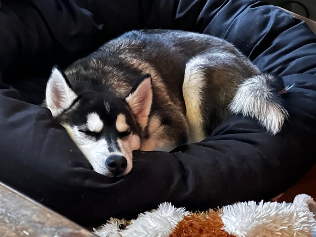 Hướng Dẫn Chi Tiết Cách Chế Biến Thức Ăn Cho Chó Husky Tại Nhà Đảm Bảo Dinh Dưỡng Hướng Dẫn Chi Tiết Cách Chế Biến Thức Ăn Cho Chó Husky Tại Nhà Đảm Bảo Dinh Dưỡng