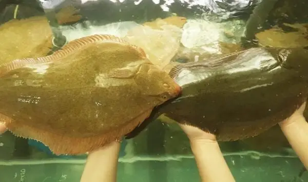 flounder là cá gì flounder là cá gì