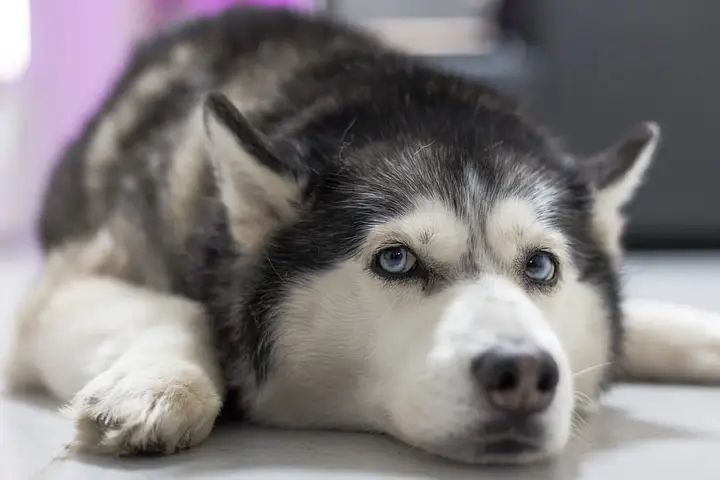 Giá 1 Chú Chó Husky: Cẩm Nang Toàn Diện Từ A Đến Z Cho Chủ Nuôi Giá 1 Chú Chó Husky: Cẩm Nang Toàn Diện Từ A Đến Z Cho Chủ Nuôi