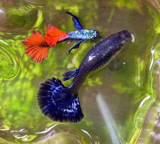 Giá Cá Bảy Màu Dumbo Red Tail: Cập Nhật Và Yếu Tố Ảnh Hưởng giá cá bảy màu dumbo red tail