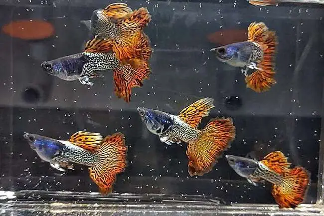giá cá bảy màu rồng đỏ