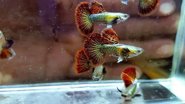 Cá Bảy Màu Rồng Đỏ: Giá Bao Nhiêu? Hướng Dẫn Nuôi Chăm Chuẩn Chuyên Gia giá cá bảy màu rồng đỏ