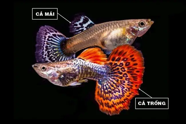 giá cá bảy màu rồng đỏ