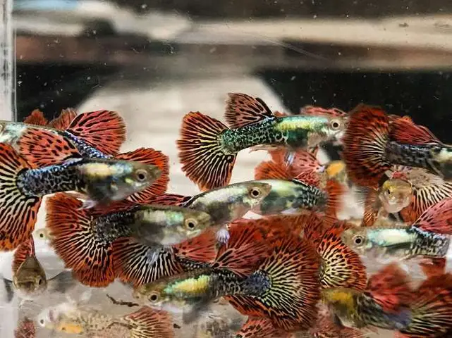 giá cá bảy màu rồng đỏ