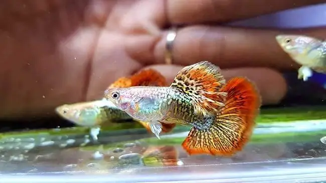 giá cá bảy màu rồng đỏ