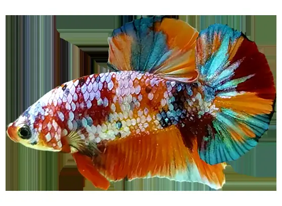 giá cá betta đẹp giá cá betta đẹp