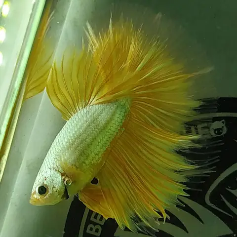 giá cá betta đẹp giá cá betta đẹp
