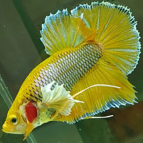 giá cá betta đẹp giá cá betta đẹp