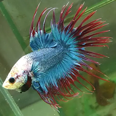 giá cá betta đẹp giá cá betta đẹp