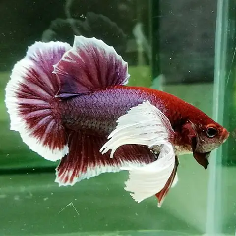 Giá Cá Betta Dumbo Mới Nhất & Những Yếu Tố Quyết Định Chất Lượng giá cá betta dumbo
