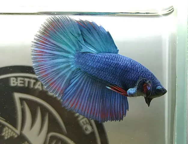 Giá Cá Betta Halfmoon Bao Nhiêu? Cập Nhật Chi Tiết Nhất giá cá betta halfmoon