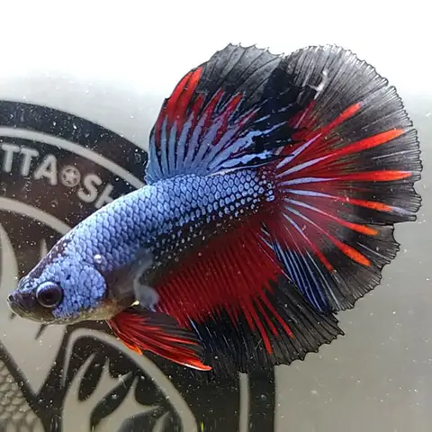 giá cá betta halfmoon giá cá betta halfmoon