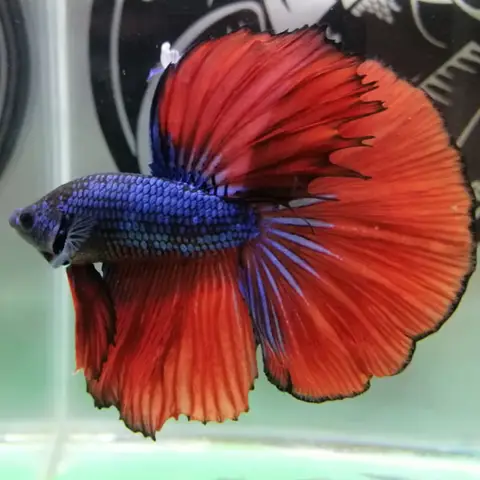 giá cá betta halfmoon giá cá betta halfmoon