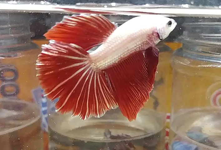 giá cá betta halfmoon giá cá betta halfmoon