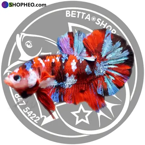 giá cá betta nemo giá cá betta nemo