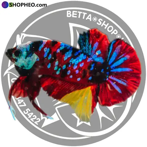 giá cá betta nemo giá cá betta nemo
