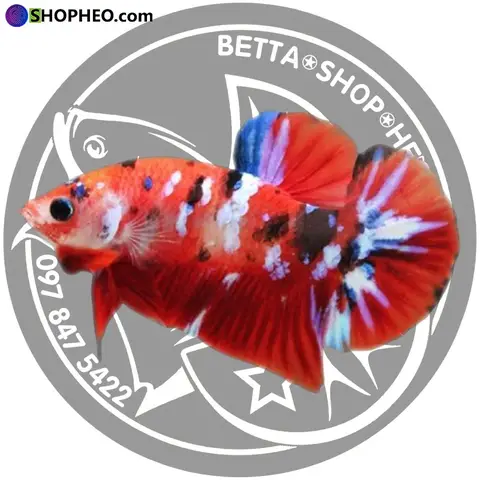 Giá Cá Betta Nemo Hiện Nay Bao Nhiêu? Các Yếu Tố Ảnh Hưởng giá cá betta nemo