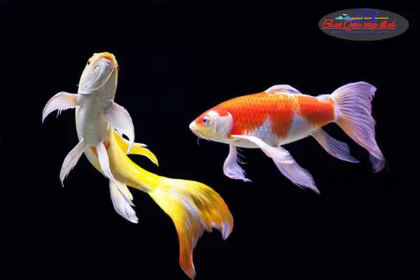 giá cá chép nhật đuôi dài giá cá chép nhật đuôi dài