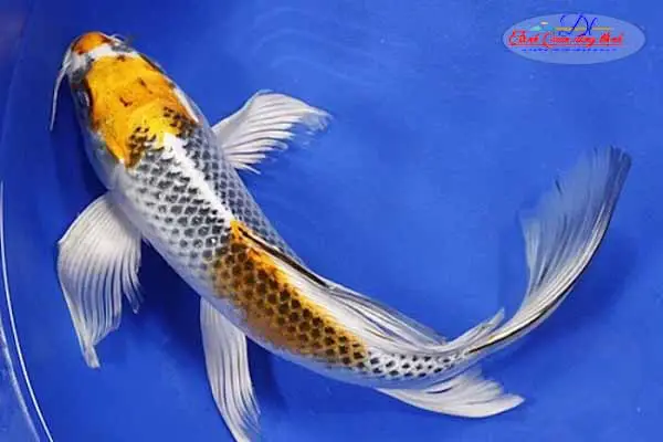 Giá Cá Chép Nhật Đuôi Dài: Phân Loại, Yếu Tố Ảnh Hưởng & Nơi Mua giá cá chép nhật đuôi dài