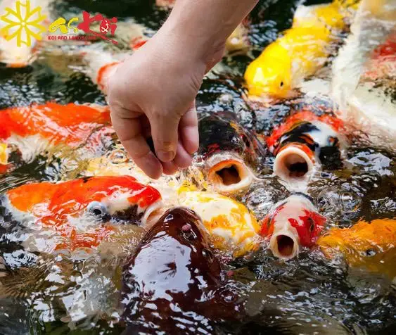 Giá Cá Koi Việt Ở Hà Nội: Cập Nhật Mới Nhất & Kinh Nghiệm Mua giá cá koi việt ở hà nội