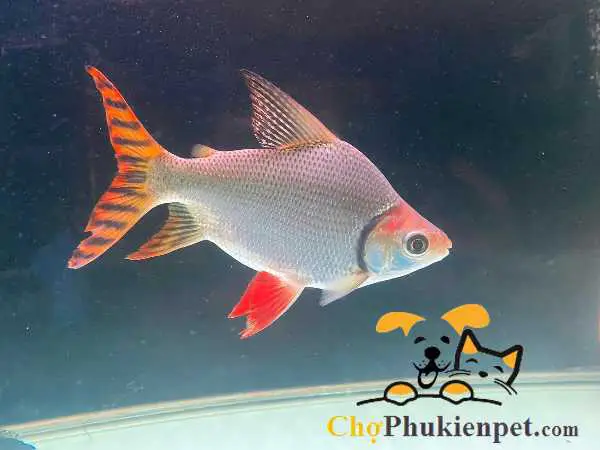 giá cá phi phụng giá cá phi phụng