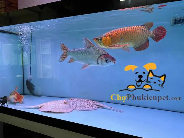 giá cá phi phụng giá cá phi phụng