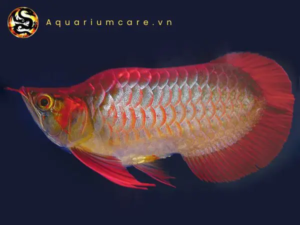 giá cá rồng fafu