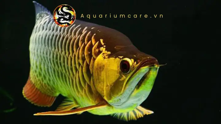 giá cá rồng fafu
