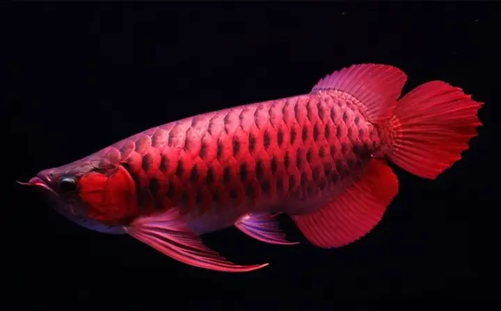 giá cá rồng hồng long