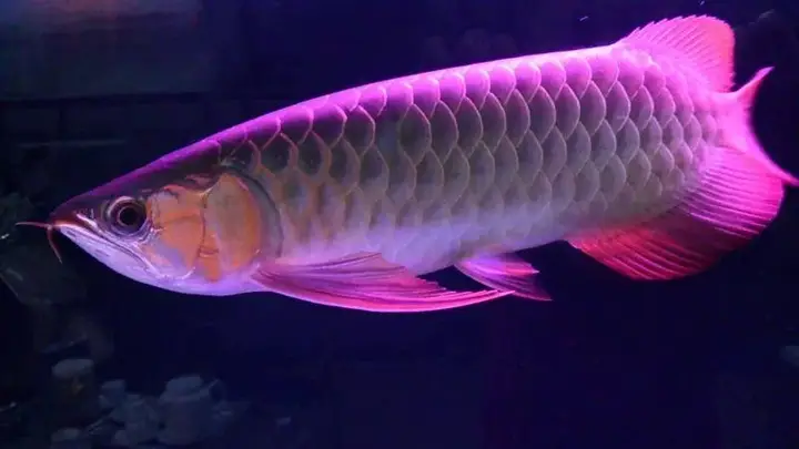 giá cá rồng hồng long
